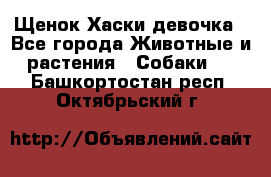 Щенок Хаски девочка - Все города Животные и растения » Собаки   . Башкортостан респ.,Октябрьский г.